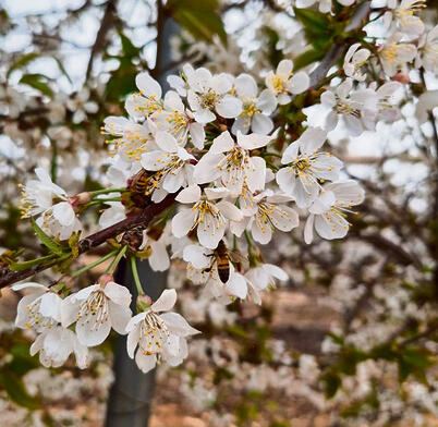 פריחת עצי  הדובדבן  בגוש־עציון