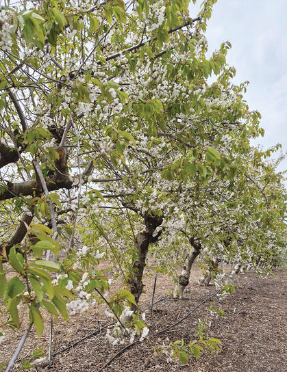 תיירות גוש עציון
