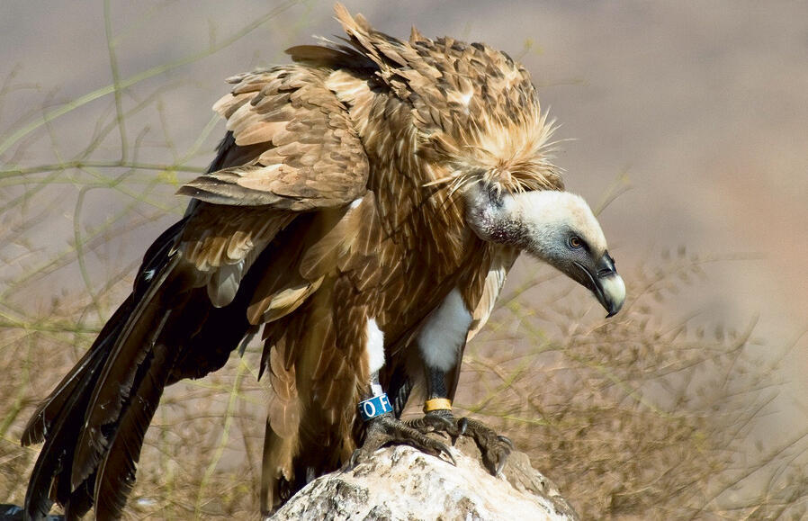 כך הם ייראו כשיגדלו. נשר מקראי | צילום: דורון ניסים