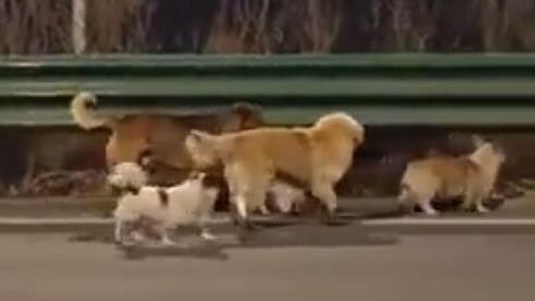 These dogs escaped from a Chinese slaughter house and journeyed home | Watch