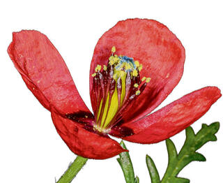 הפרג  המוארך