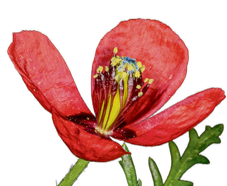 הפרג  המוארך