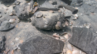 כמה מהגושים בחוף דור כמה מהגושים בחוף דור