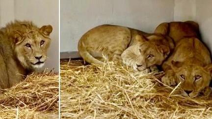 Lions of war: 4 endangered lions flown to Israel from Czech Republic