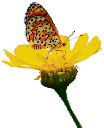 ספירת פרפרים ספירת פרפרים