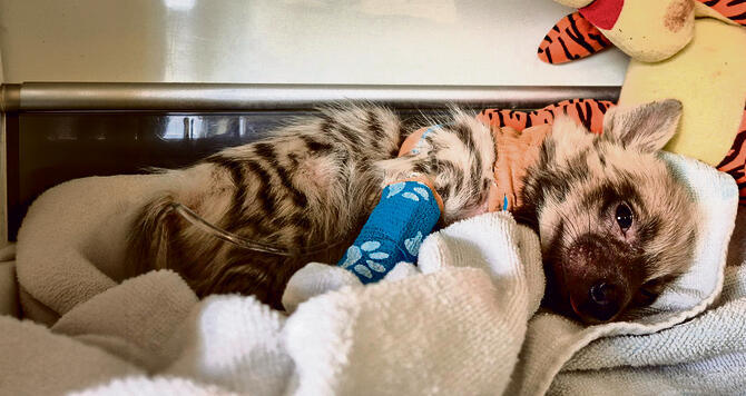 גור הצבוע  | צילום: דוברות הספארי רמת־גן