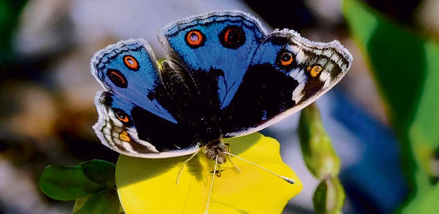 נימפית כחולה | צילום: לילך שני