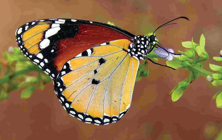 דנאית הדורה | צילום: עוז ריטנר