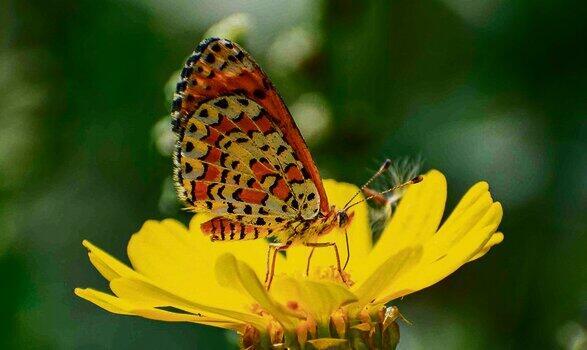 כיתמית הבוצין | צילום: שי ברוך מעוז