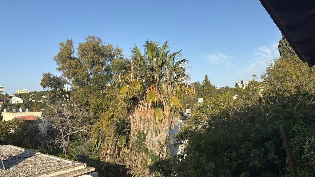 וליהנות מנוף ירוק ומיוער שמקיף את הבית (צילום: איציק כרסנטי) הבית של איציק