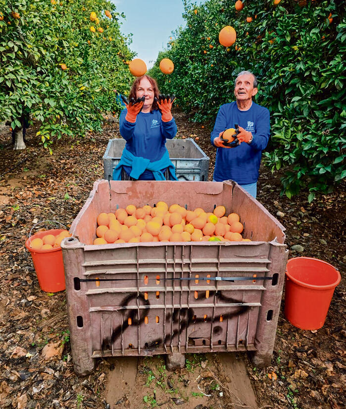 מלקטים את התוצרת בשדות ובמטעים