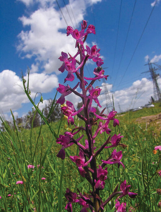 צילום: יעל אורגד
