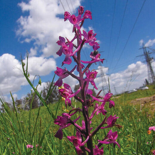 צילום: יעל אורגד
