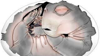 הדמיה של עובר ליסטרוזאורוס בתוך הביצה