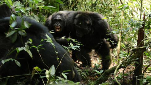 Chimp 'civil war' linked to death of key mediators
