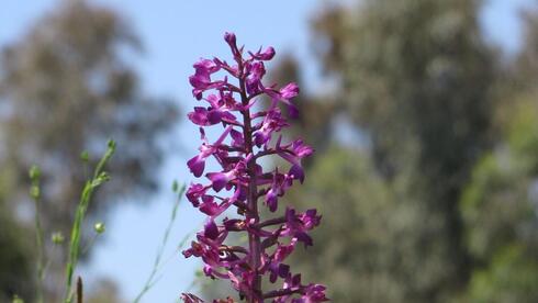 Israel germinates rare marsh orchid seeds in first