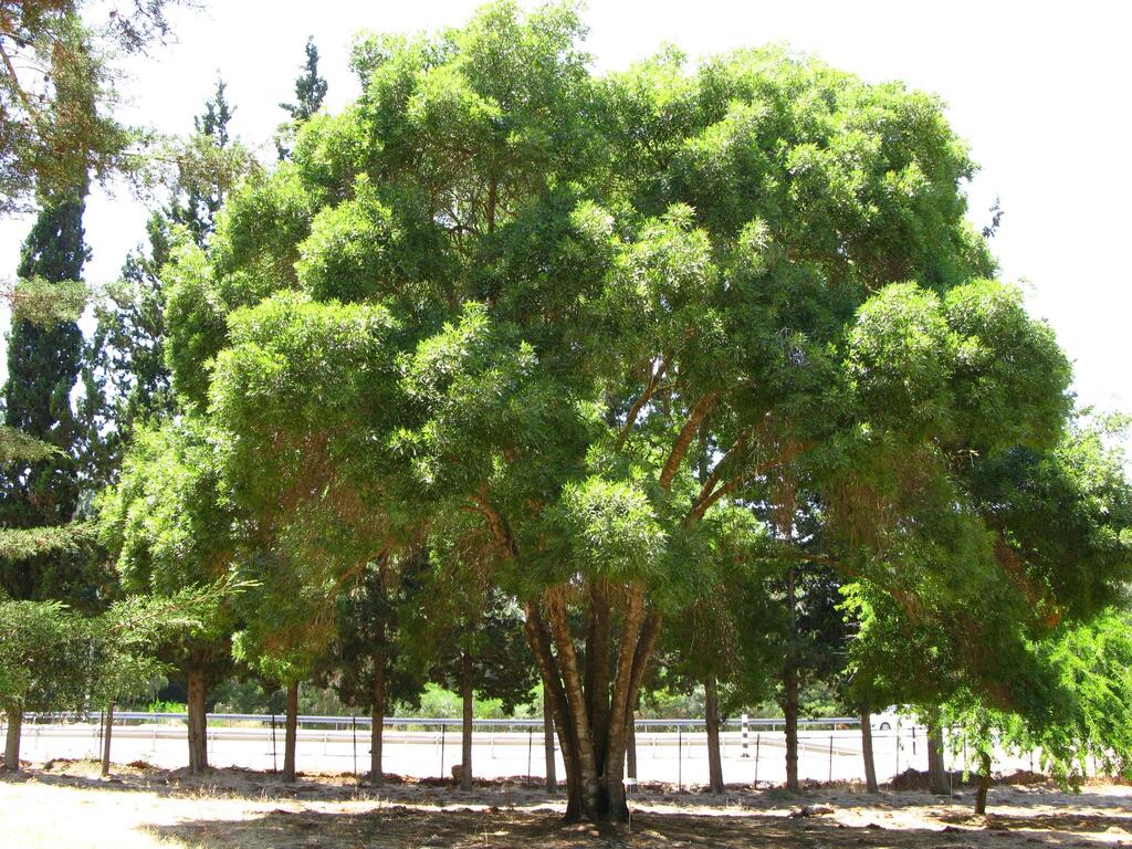 עץ מילה סורית בישראל (צילום: Arielinson/Wikipedia) עץ מילה סורית בישראל