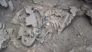השלד של התינוק הניאנדרטלי, כפי שהתגלה במערת עמוד