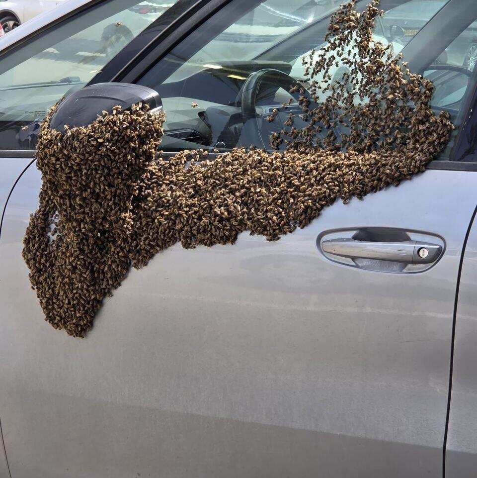 Bee swarm alarms residents of Netivot | Watch