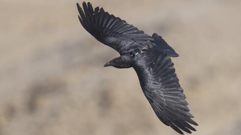 Risk-taking ravens near humans pay deadly price