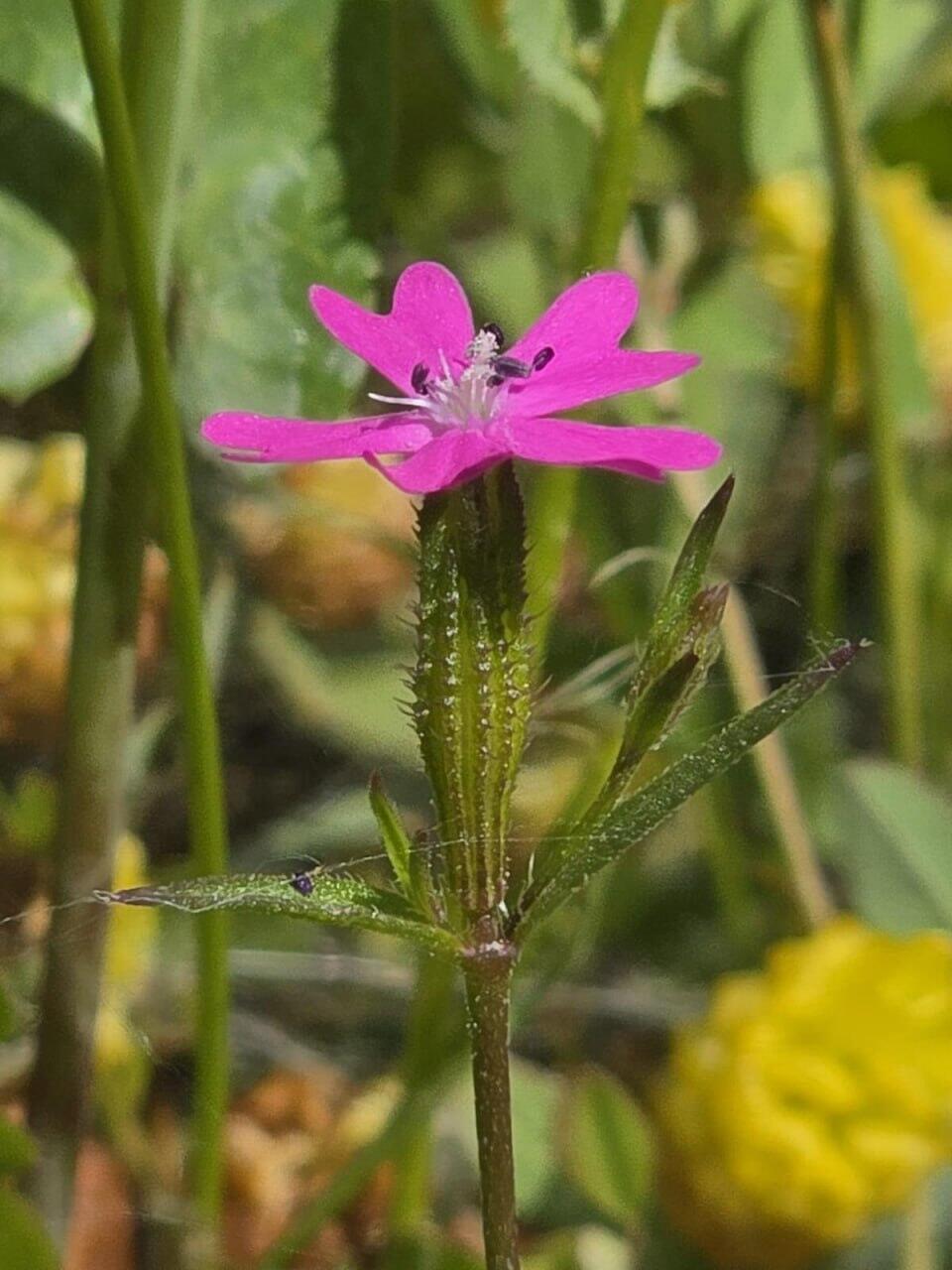 ציפורנית שרונית (צילום: טובית שפירא, קק״ל) ציפורנית שרונית