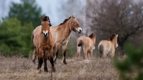 Chernobyl’s wild revival