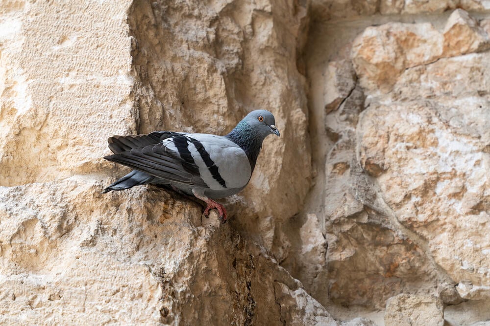 יונת הבית (צילום: Moshe Einhorn / Shutterstock) יונת הבית