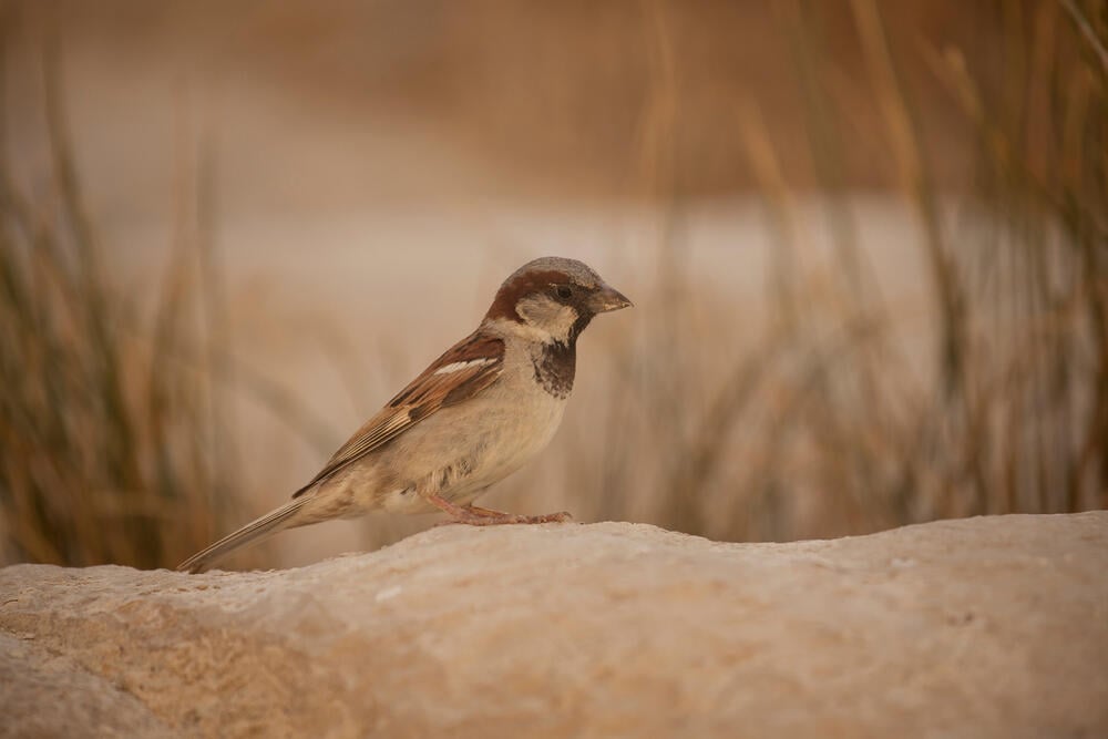 דרור הבית. עלה מהמקום השביעי לשישי (צילום: Gaya Sherf / Shutterstock) דרור הבית