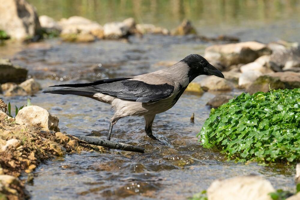 עורב אפור. עדיין הנפוץ ביותר (צילום: Moshe Einhorn / Shutterstock) עורב אפור