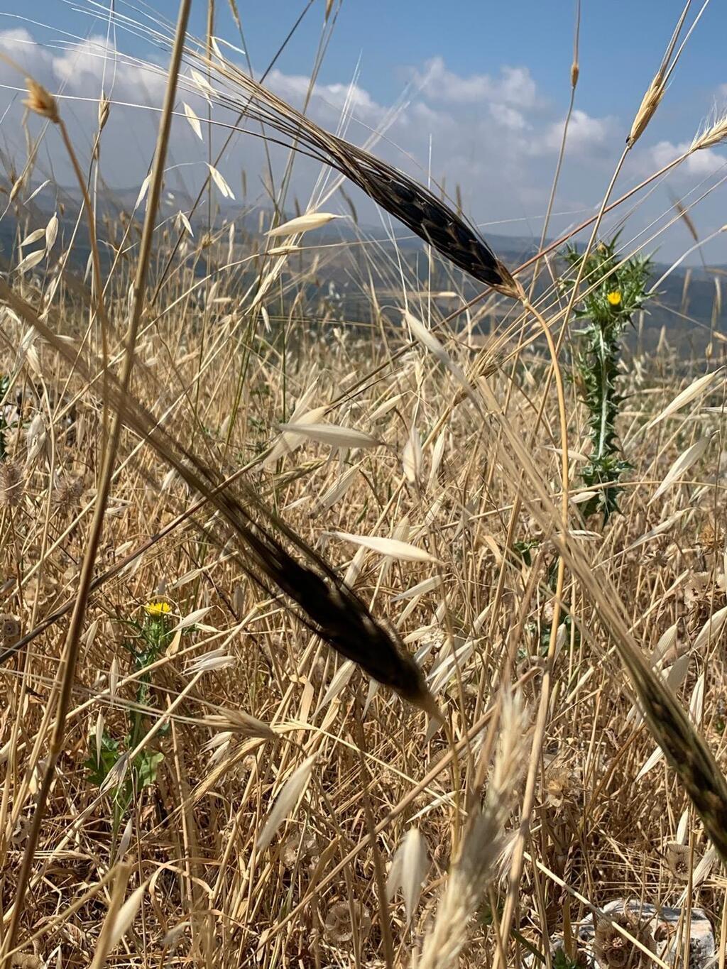 חיטת בר, שזכתה לכינוי "אם החיטה", ומתאפיינת בשיבולים בעלות מלענים שחורים. גדלה בבית הגידול הטבעי שלה בגליל, בסמוך לאתר הארכאולוגי אוהלו II שעל שפת הכנרת, שבו נמצאה העדות הקדומה ביותר לצריכת חיטת בר ודגני בר אחרים בידי בני אדם שחיו במקום לפני כ-23 אלף שנים (צילום: ד"ר תמר קרוגמן) חיטת בר, שזכתה לכינוי "אם החיטה", ומתאפיינת בשיבולים בעלות מלענים שחורים. גדלה בבית הגידול הטבעי שלה בגליל, בסמוך לאתר הארכאולוגי אוהלו II שעל שפת הכנרת, שבו נמצאה העדות הקדומה ביותר לצריכת חיטת בר ודגני בר אחרים בידי בני אדם שחיו במקום לפני כ-23 אלף שנים