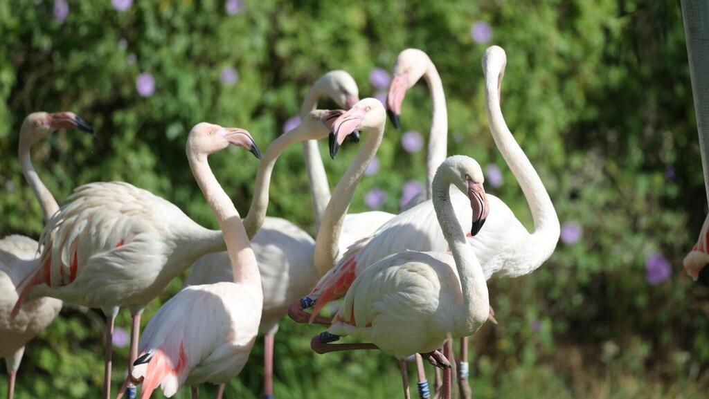 פלמינגו במדבריום