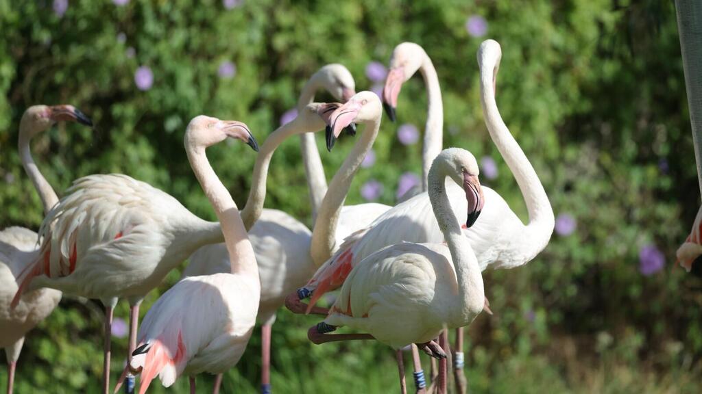 Flamingo at Midbarium (Photo: Shai Zil) פלמינגו במדבריום