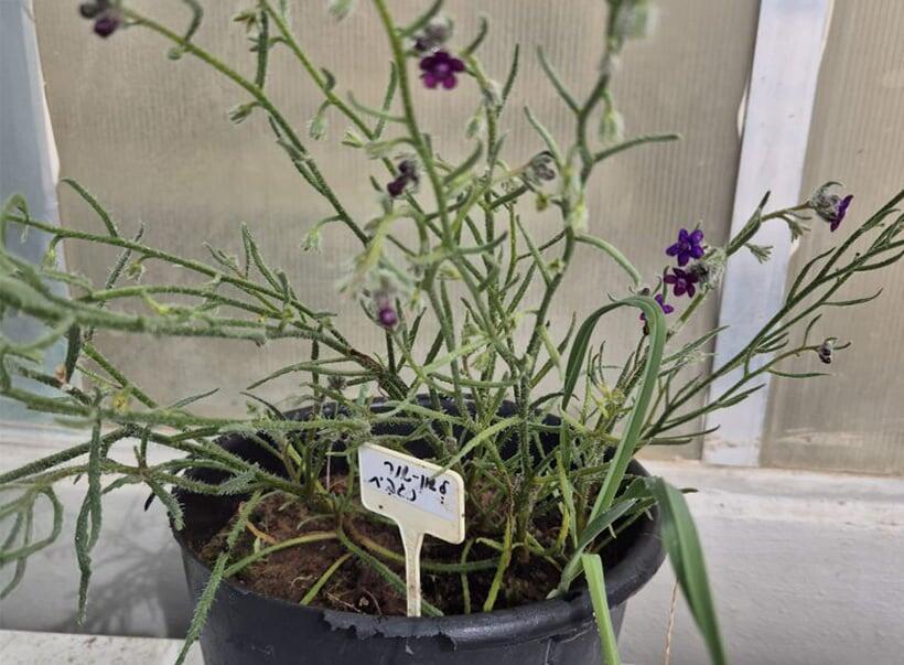 הצליחו ליצור ולהשיב לטבע אוכלוסיות חדשות של צמח נדיר במיוחד, בסכנת הכחדה. צמח של לשון שור נגבית שגידלו אנשי בנק הגנים (צילום: תומר פארג', בנק הגנים, מכון וולקני) הצליחו ליצור ולהשיב לטבע אוכלוסיות חדשות של צמח נדיר במיוחד, בסכנת הכחדה. צמח של לשון שור נגבית שגידלו אנשי בנק הגנים