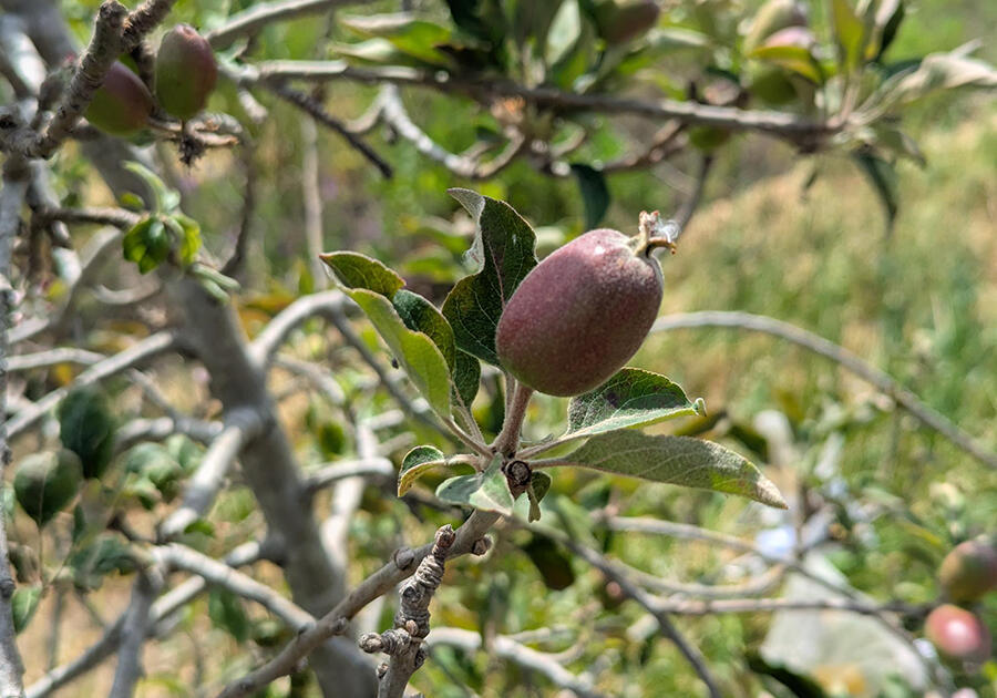 אם נצליח לפתח זני תפוחים שגדלים באזורים ים תיכוניים או מדבריים, יש לזה שוק ענק. אחד התפוחים הצעירים על העצים המוכלאים במטע הניסויים של מכון וולקני (צילום: איתי נבו, מכון דוידסון לחינוך מדעי) אם נצליח לפתח זני תפוחים שגדלים באזורים ים תיכוניים או מדבריים, יש לזה שוק ענק. אחד התפוחים הצעירים על העצים המוכלאים במטע הניסויים של מכון וולקני