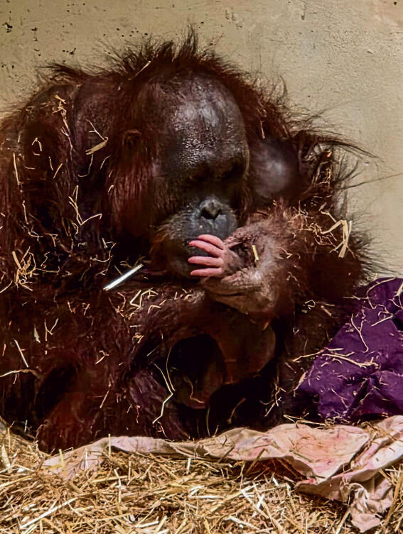 סוגה האורנגאוטנית והיילוד