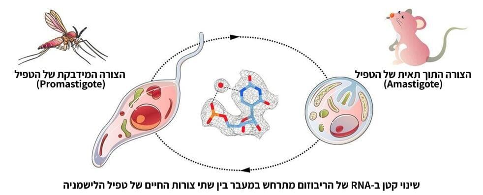 שינוי אחד קטן יכול לשנות את כל מבנה הריבוזום של הטפיל. טפיל הלישמניה עובר שינויים במהלך מחזור חייו, כשהוא עובר מזבוב החול ליונק (איור: Rajan, K. S. et al. Cell Rep (2024)) שינוי אחד קטן יכול לשנות את כל מבנה הריבוזום של הטפיל. טפיל הלישמניה עובר שינויים במהלך מחזור חייו, כשהוא עובר מזבוב החול ליונק