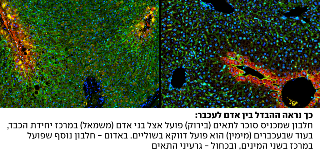 הבדל בין כבד אנושי לכבד של עכבר, מחקר מיפוי כבד