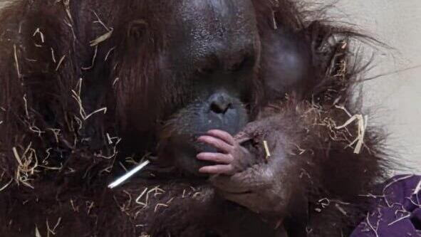 Jerusalem zoo welcomes endangered orangutan’s firstborn