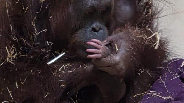 В Библейском зоопарке Иерусалима родился детеныш орангутанга