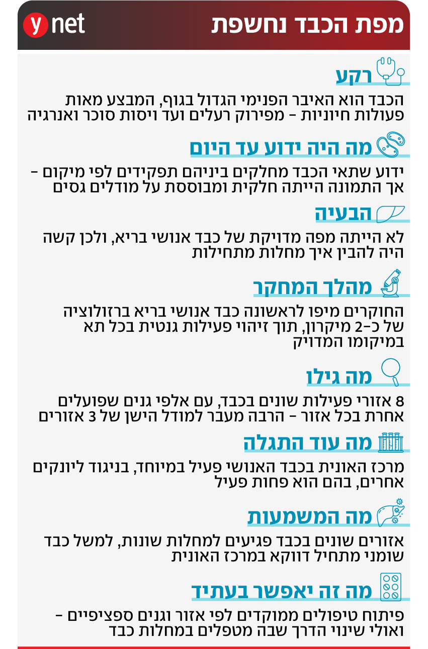 אינפו מחקר מיפוי כבד