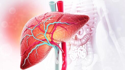 New Israeli research changes what we knew about our liver