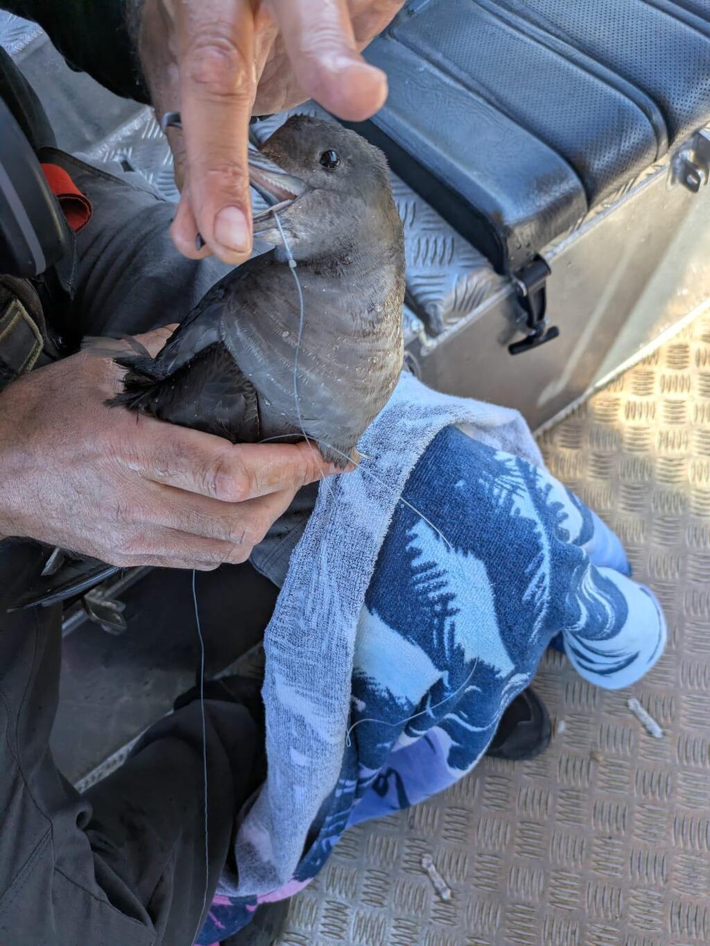 הטיפול ביסעור הכהה (צילום: אלה אגרא, רשות הטבע והגנים) הטיפול ביסעור הכהה
