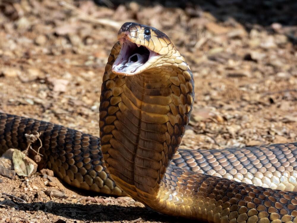 אילוסטרציה (צילום: shutterstock) נחש קוברה אילוס אילוסטרציה