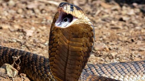 זוועה בחופשה בים האדום: מת מהכשת קוברה - שזחל למכנסיו במופע 