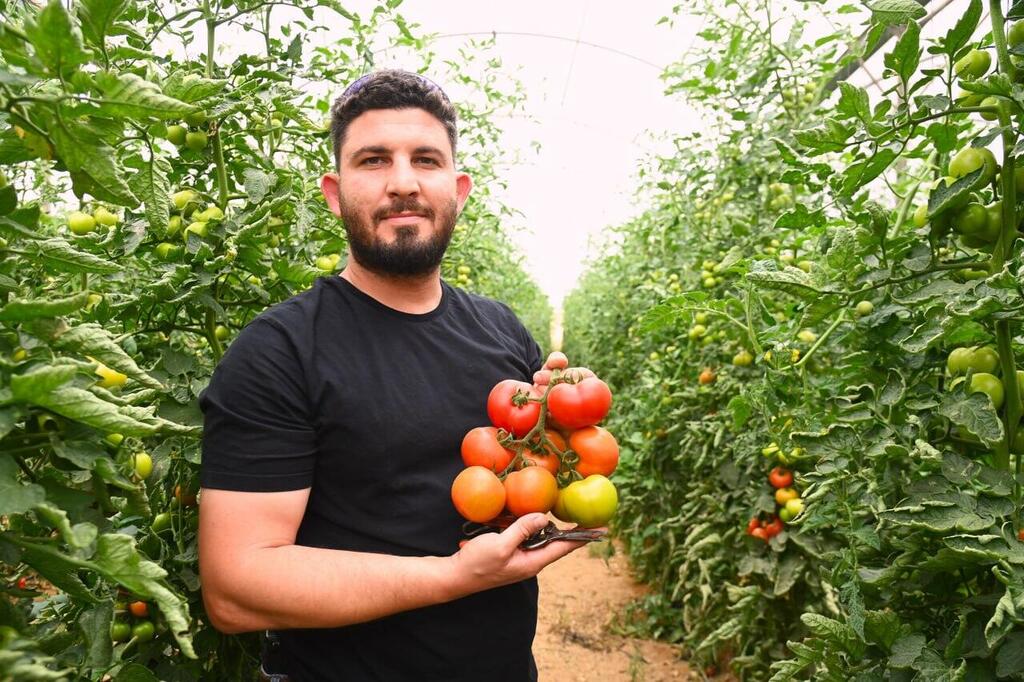 "הילדות הייתה סביב המשק". אבירם אלמוג (צילום: הרצל יוסף) אבירם אלמוג, חקלאי דור שני במושב אוהד