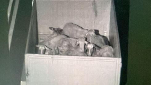 A baa-d heist: 56 rare research sheep stolen from central Israel scientific institute