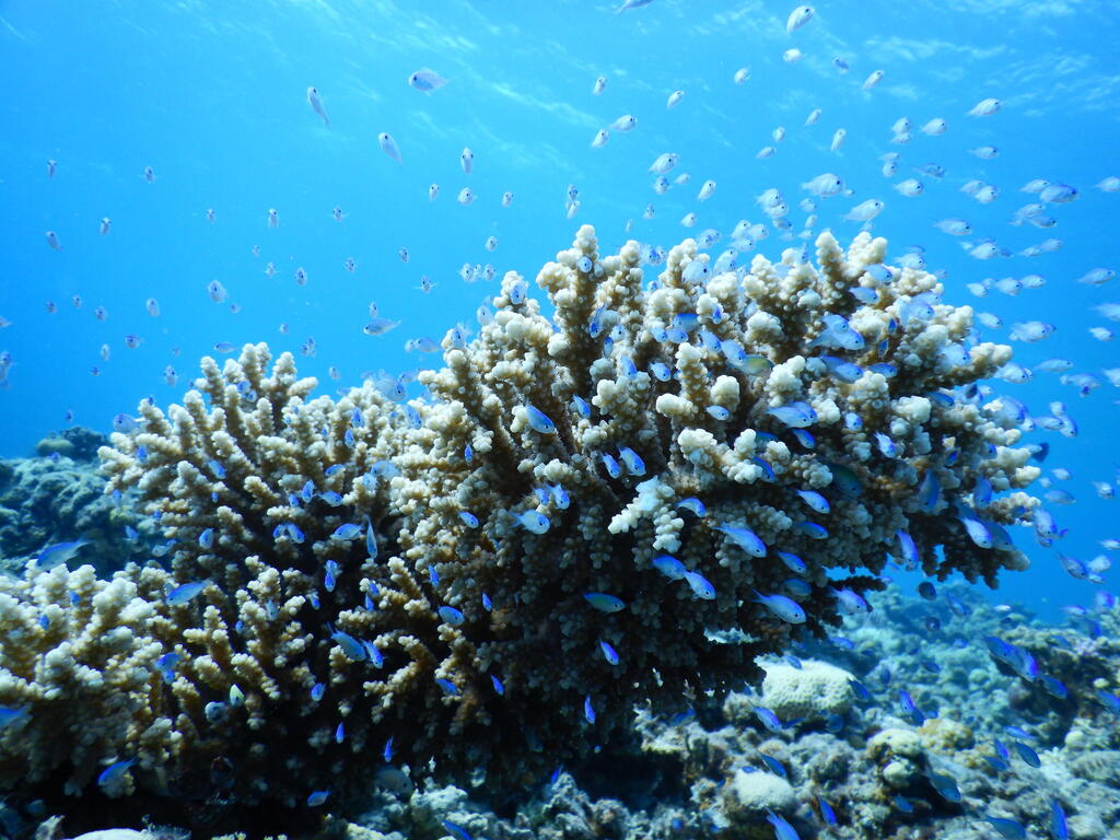 מושבת של האלמוג בונה-השונית Acropora eurystoma במפרץ אילת (צילום: פרופ' מעוז פיין) מושבת של האלמוג בונה-השונית Acropora eurystoma במפרץ אילת