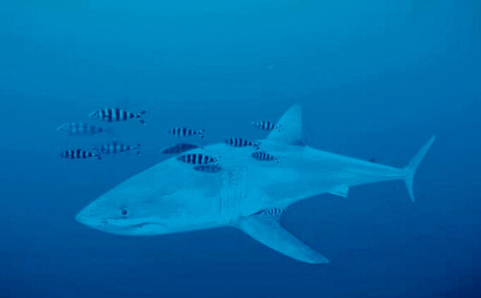 צילום: Derk Remmers Healthy Seas/SDSS/Ghost Diving