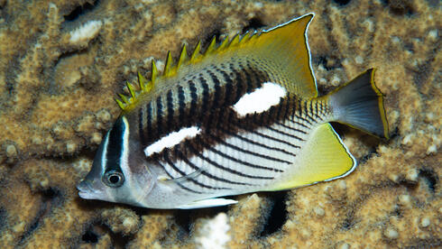 How butterflyfish signal ocean change