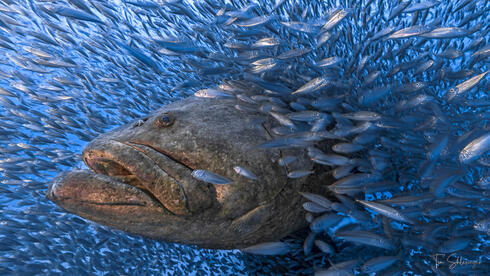 Israeli underwater photo among contest icons